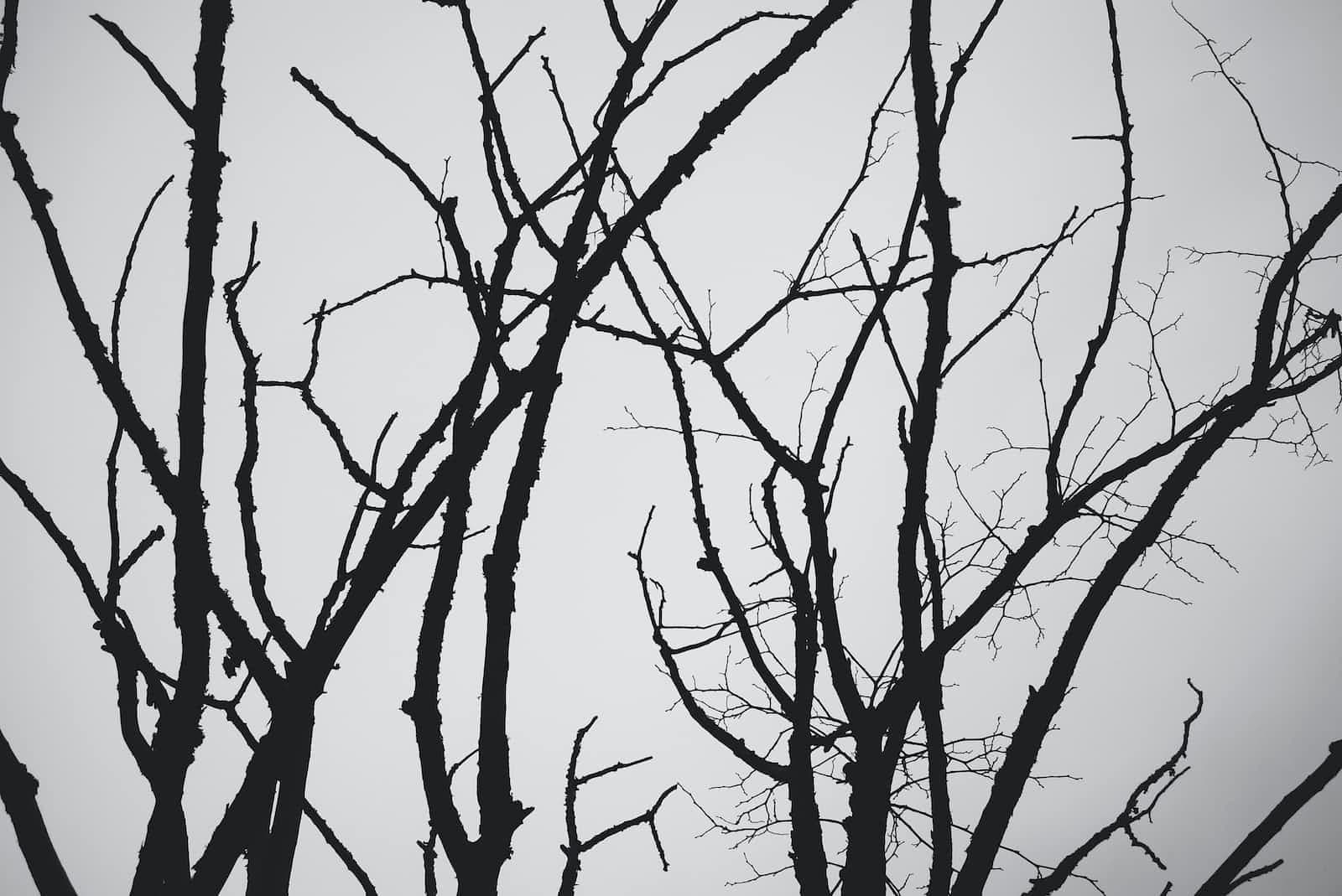 An Introduction to the Binary Tree: One of the Essential Data Structures in Computer Science